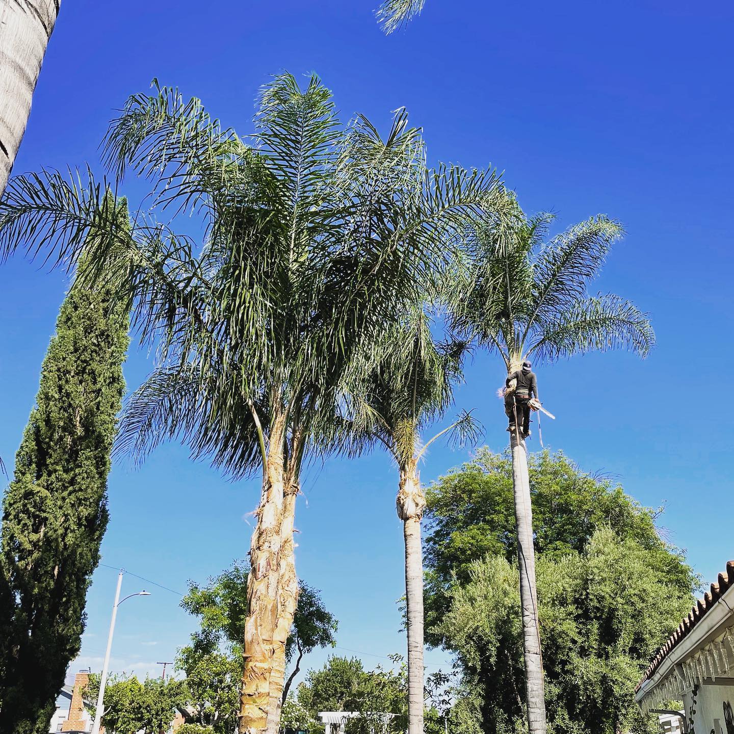 Tree trimming and maintenance